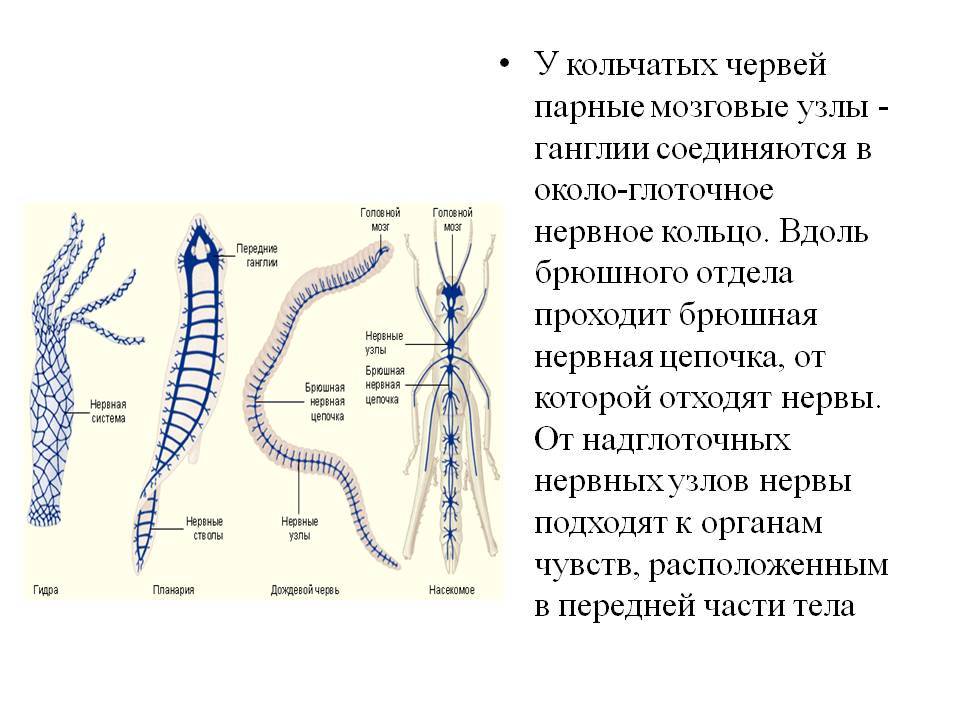 Кракен стор